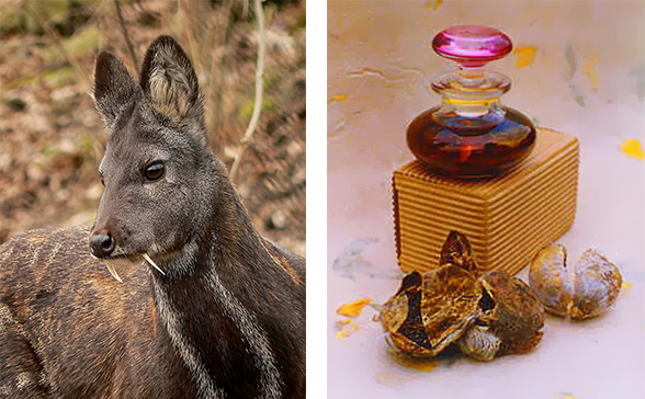 Perfume made from deer new arrivals