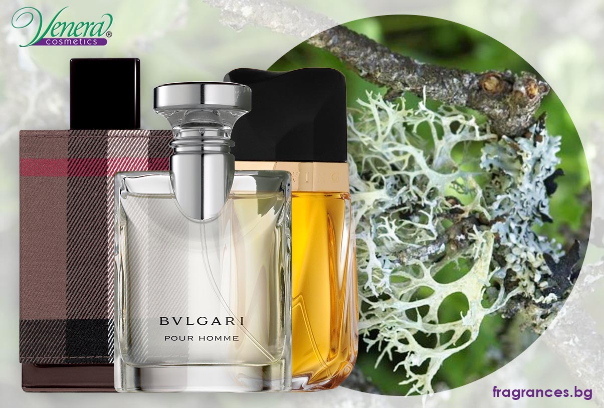 Oakmoss – the warm, natural woody aroma enriching any perfume ...