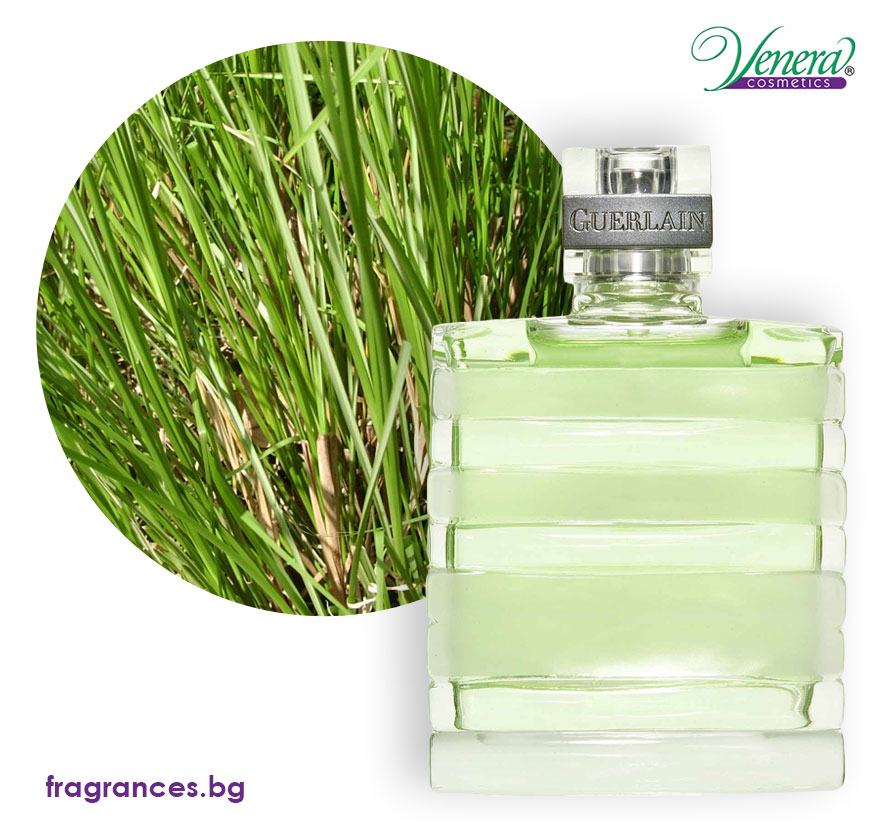 vetiver